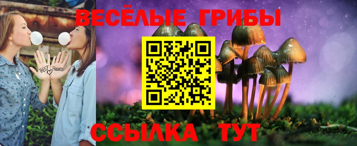 Псилоцибиновые грибы Psilocybe Красногорск